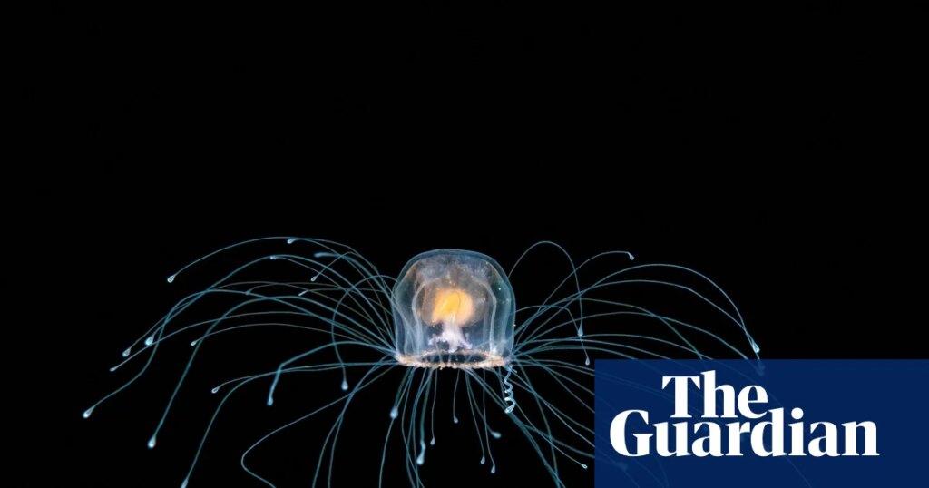 The immortal jellyfish and other mindblowing invertebrates – podcast | Science The immortal jellyfish and other mindblowing invertebrates – podcast | Science