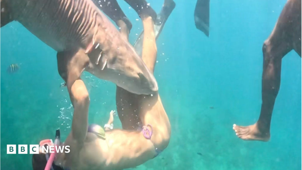 The influencers getting bitten chasing the perfect shark shot