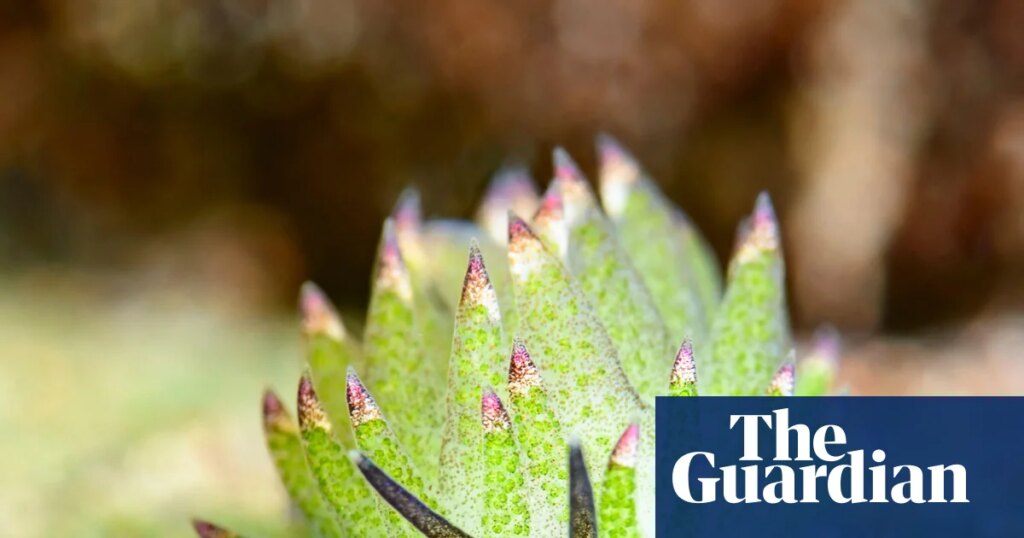 The mindblowing invertebrates you have never heard of – video | Invertebrates