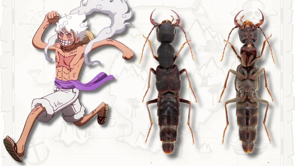These bizarre new beetles look so stretchy scientists named them Luffy