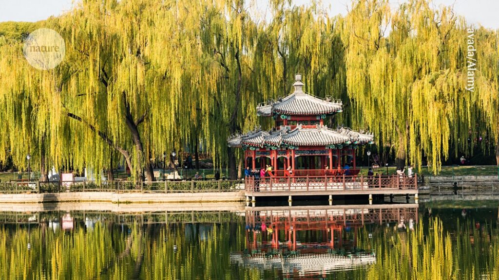 These trees are making air quality in cities worse