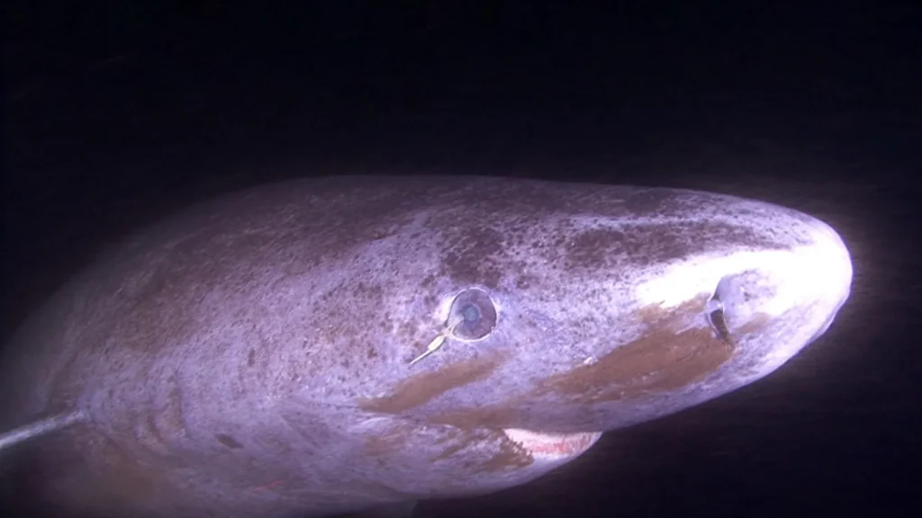 This shark can live 400 years. Its eyes barely seem to age