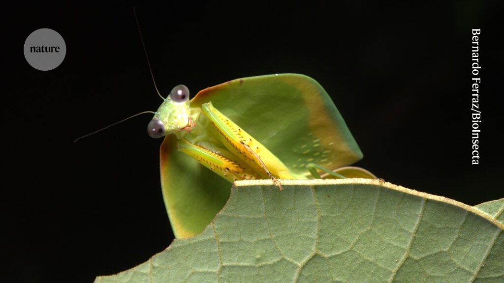 Tiny patch of Amazon probably holds 40,000 insect species — many new to science