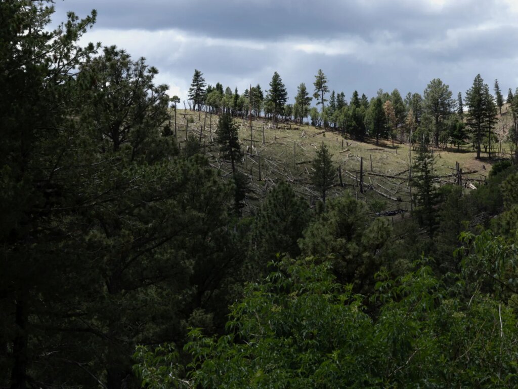 Trump administration moves to end rule protecting swaths of forest land | Environment News