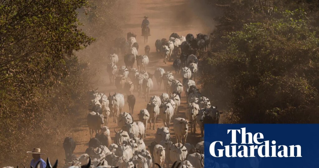 UK urged to ban imports of Brazilian meat over health concerns | Meat