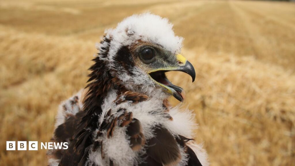 UK’s rarest bird of prey rears new chicks in secret location UK’s rarest bird of prey rears new chicks in secret location