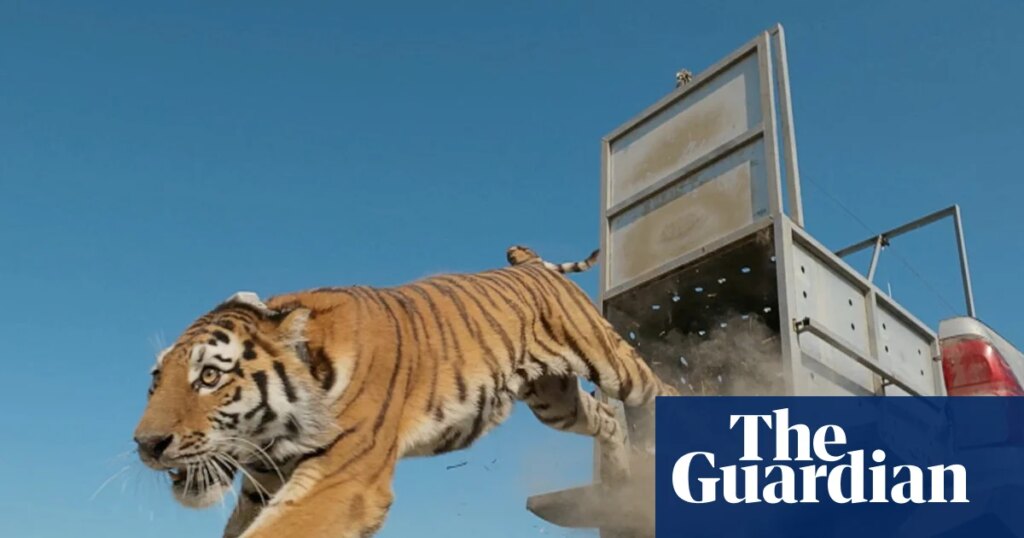 Week in wildlife: a tiger release, an Exmoor eagle and Pallas’s kittens