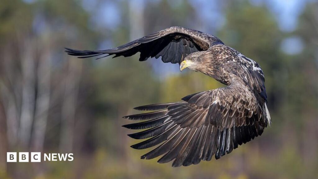 White-tailed eagles released onto Exmoor National Park