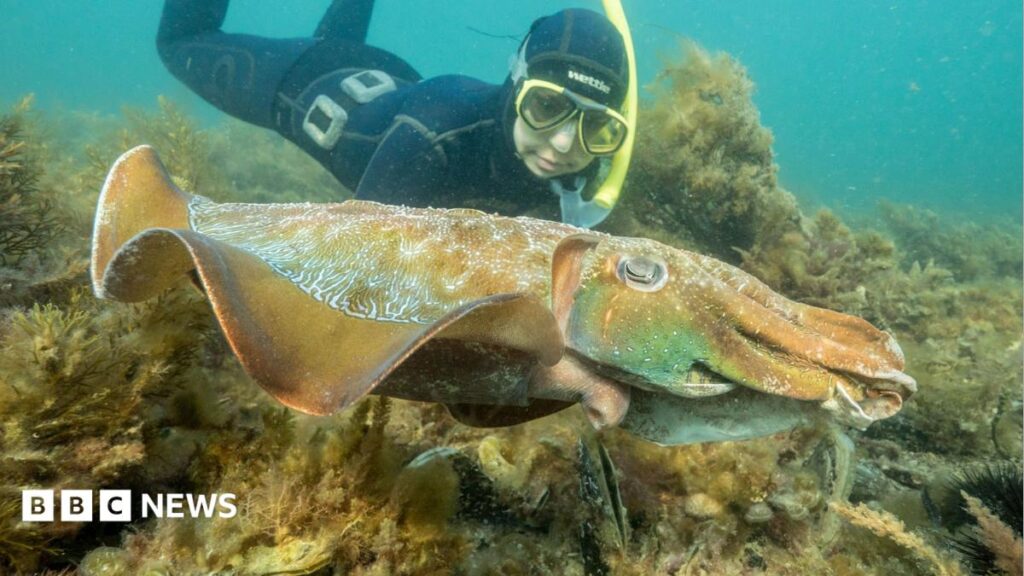 Why Australia’s giant cuttlefish mating season has gone silent