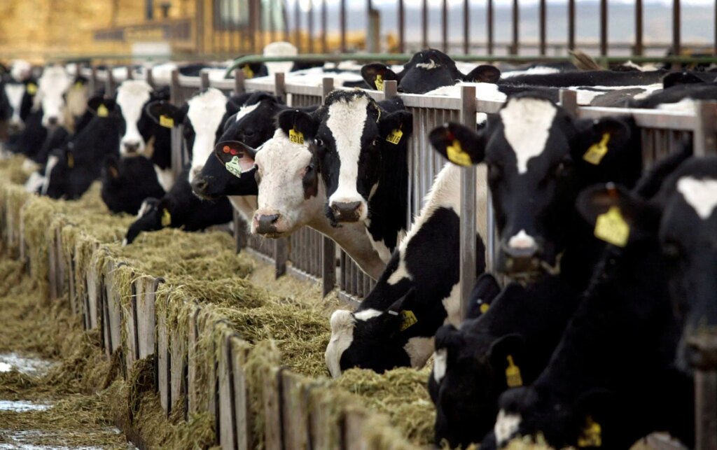 Why choosing low-fat dairy is not necessarily better for your health | Explainer News