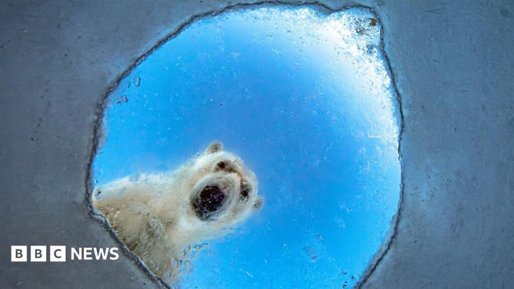 Wildlife Photographer of the Year 2026 – the best pictures so far