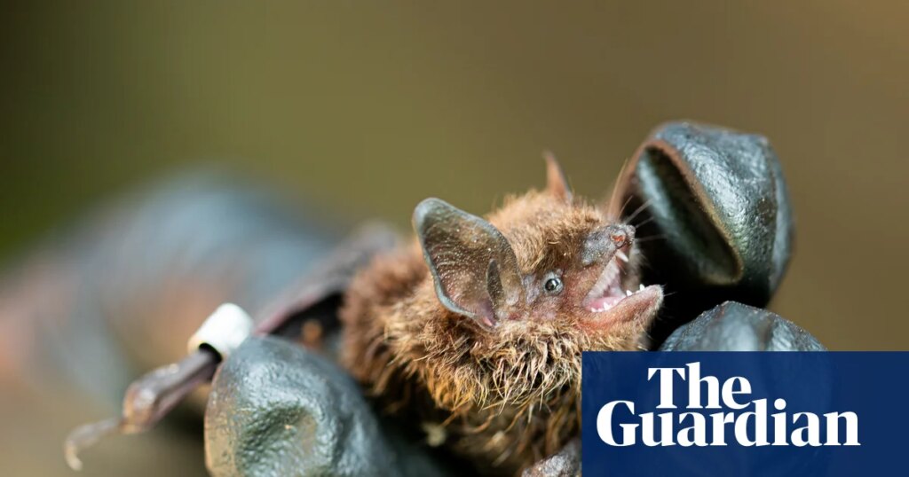 Wing and a prayer: how probiotics might save bat species from a killer fungus | Global development