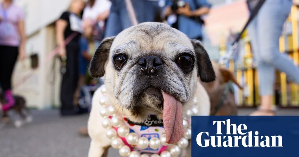 World’s Ugliest Dog contest 2026 – in pictures | Dogs