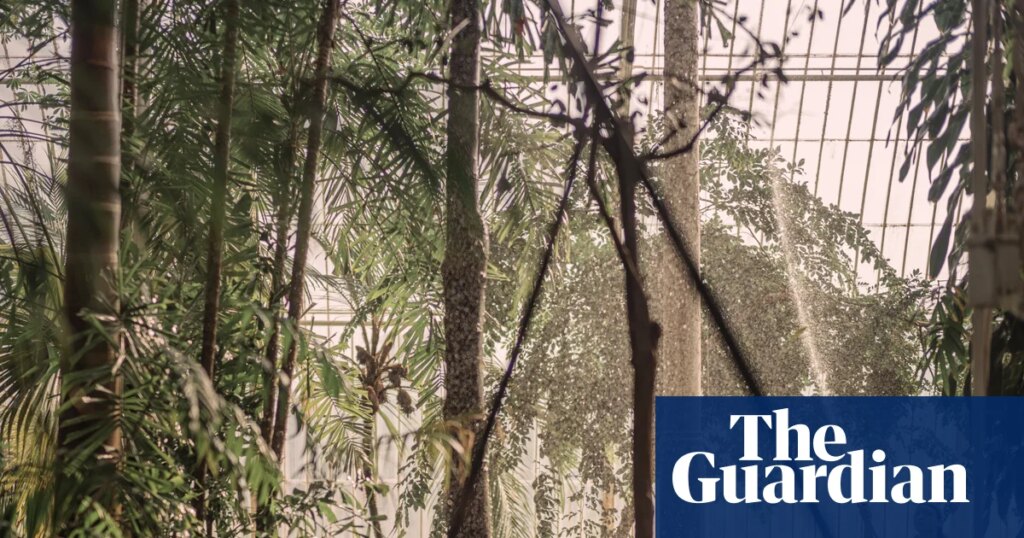 ‘Sad moments ahead’: Kew Gardens to fell rare trees in race to save Victorian greenhouse | Kew Gardens ‘Sad moments ahead’: Kew Gardens to fell rare trees in race to save Victorian greenhouse | Kew Gardens