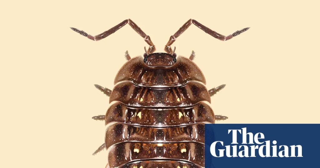 ‘They are such neat, busy little folk’: the unexpected superpowers of the common woodlouse | Insects ‘They are such neat, busy little folk’: the unexpected superpowers of the common woodlouse | Insects