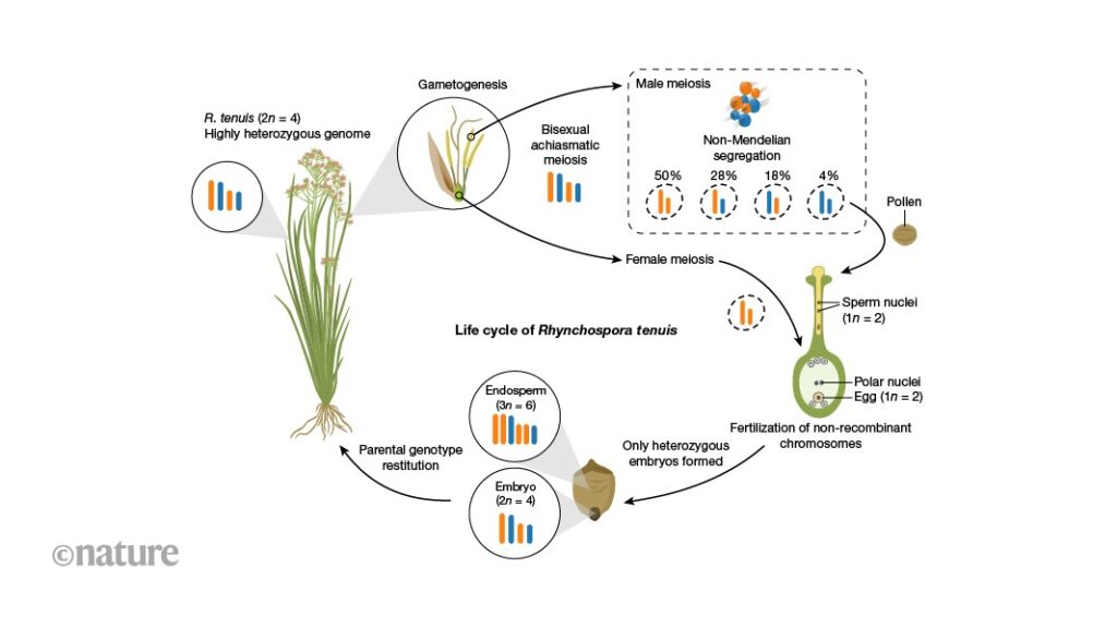 A plant that reproduces sexually but has clone-like offspring