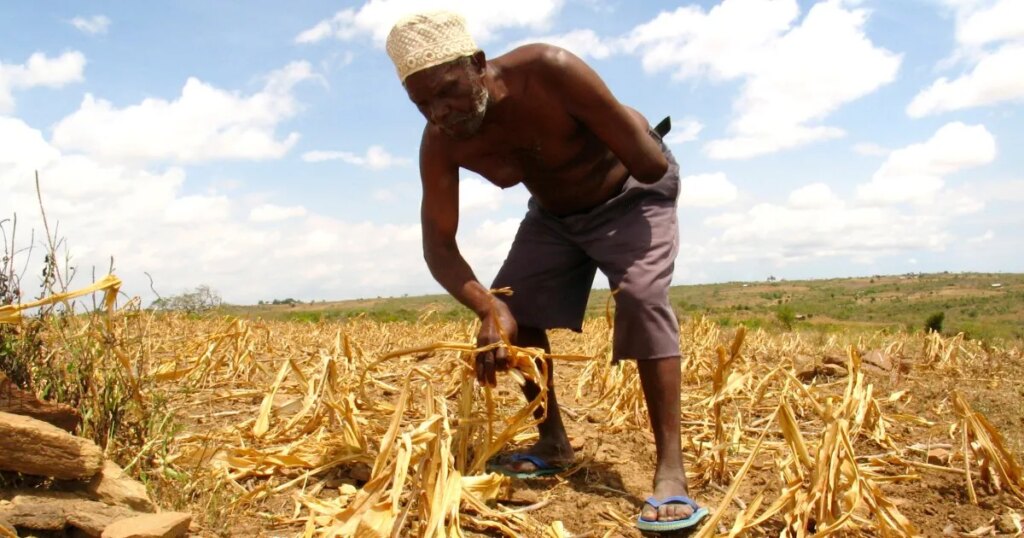 Africa’s Green Revolution threatens traditional foods | Agriculture