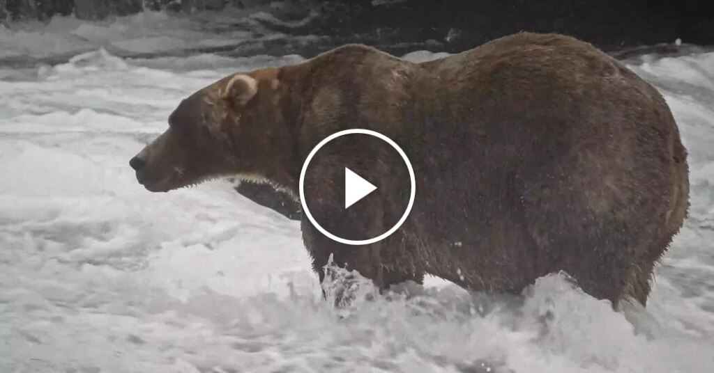 Backpack is the Winner of Alaska’s Fat Bear Week Backpack is the Winner of Alaska’s Fat Bear Week