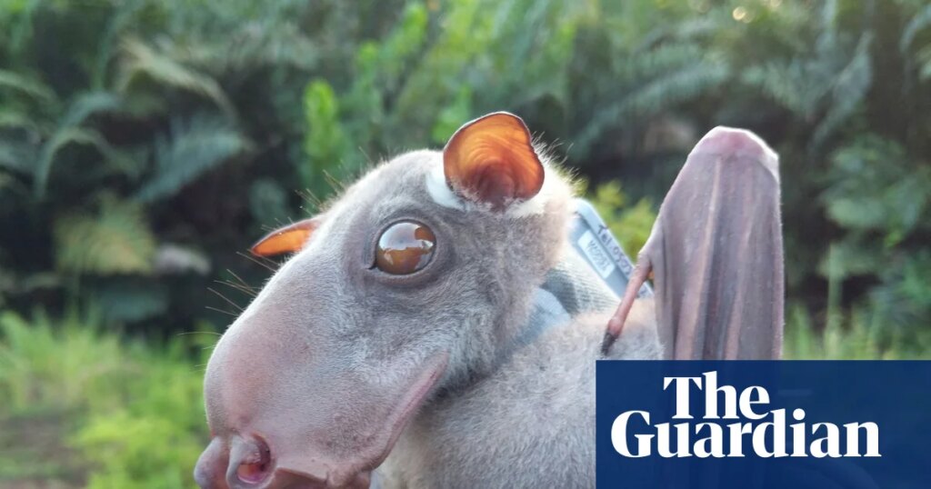 Bats originated in Europe, rewriting mammals’ family tree, study reveals | Mammals