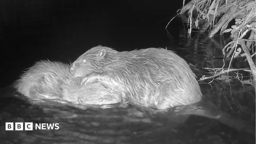 Beavers released on Exmoor filmed showing signs of bonding Beavers released on Exmoor filmed showing signs of bonding