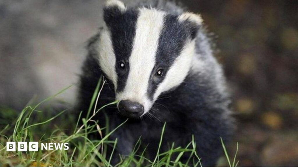 Bovine TB: Gaps in evidence about impact of vaccinating badgers