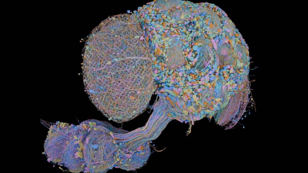Brain of a male fly completely mapped, joins earlier map of a female brain