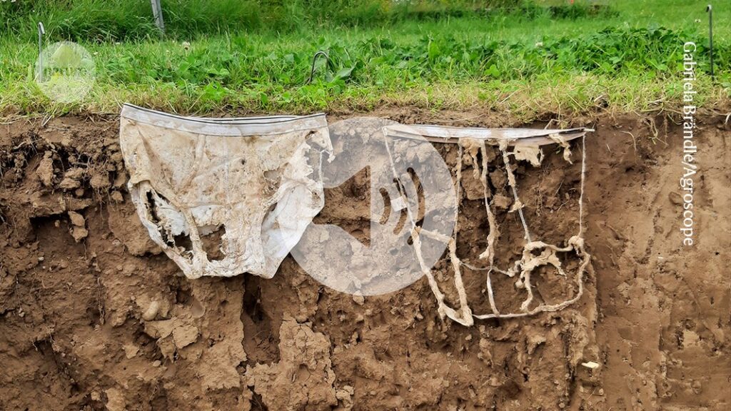 Briefing Chat: How 1,000 pairs of buried underpants helped measure soil health