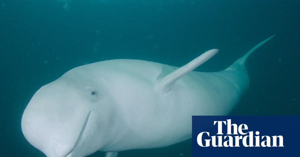 Clicks, grunts and squeals: the wonders of whale communication – podcast | Science