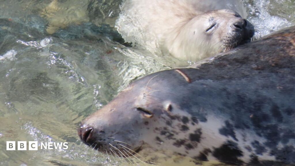 Cornish charity backs push for legal protection of resting seals