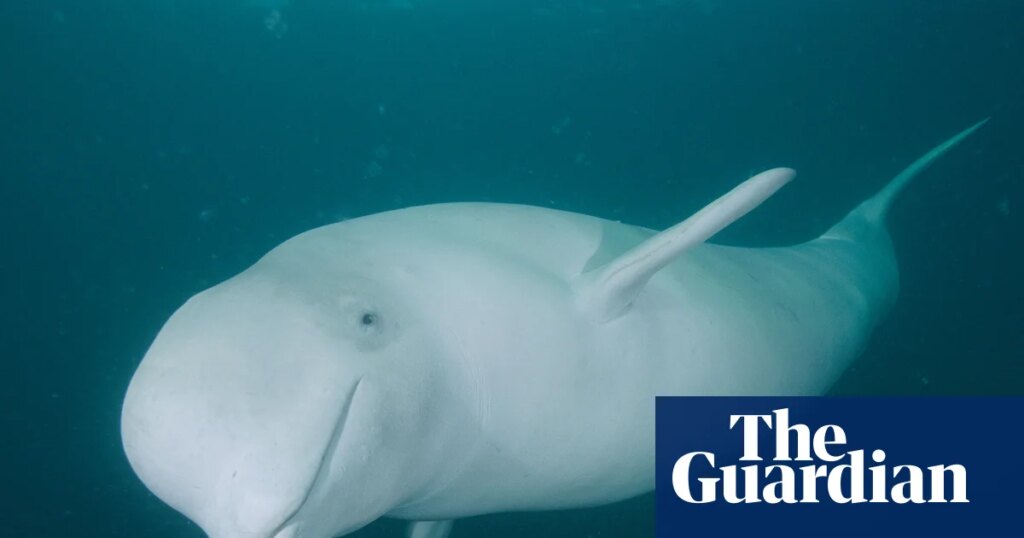 Could humans ever communicate with whales? – video | Science