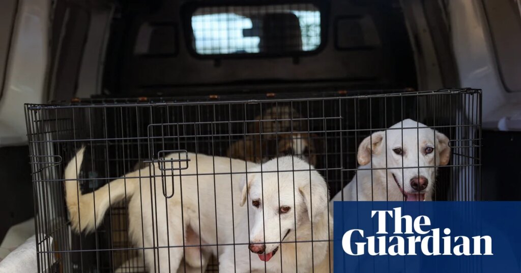 DNA database of UK dogs could help police collar criminals | Forensic science DNA database of UK dogs could help police collar criminals | Forensic science