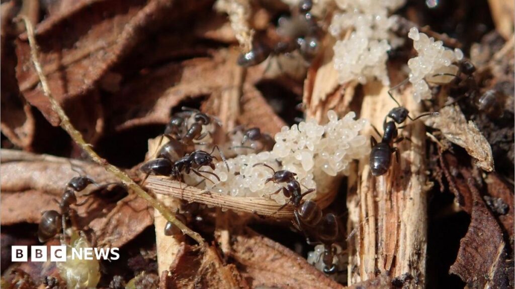 Devon heathland plan to support two rare species of ant