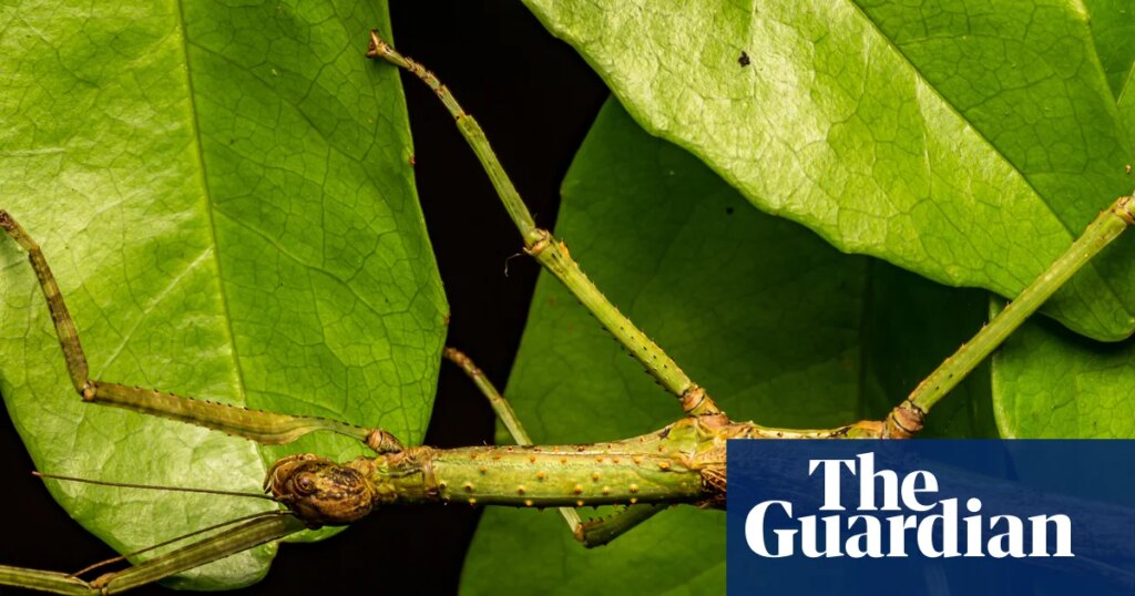 Discovery of new Australian stick insect species reveals case of mistaken identity | Queensland
