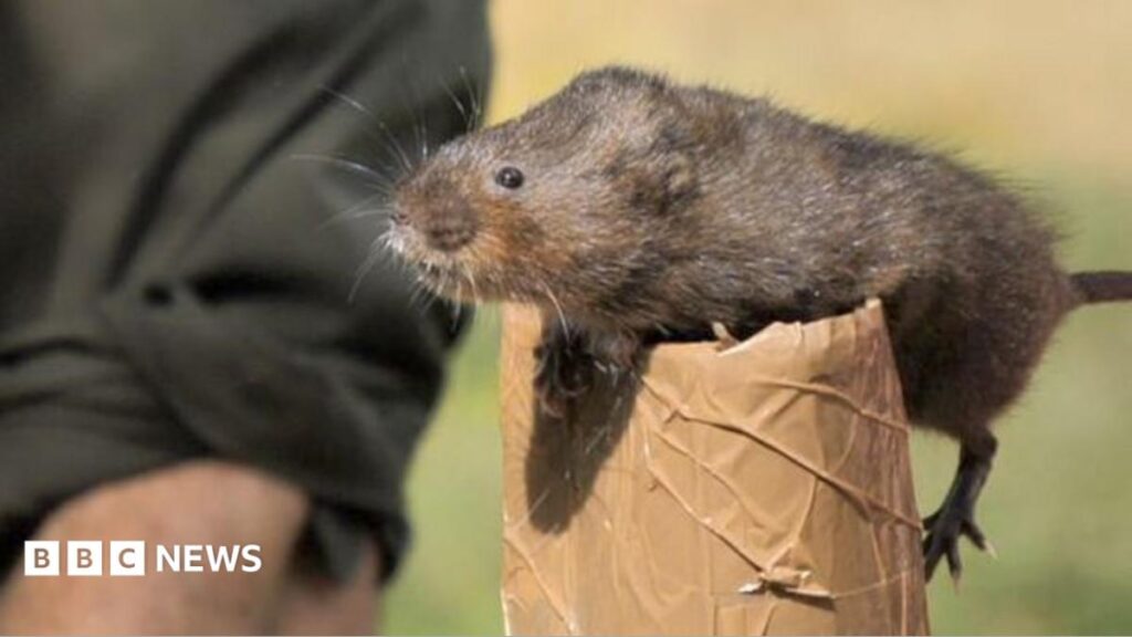 Elstead reserve in Surrey sees 30 endangered water voles released
