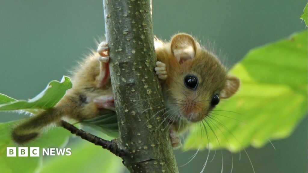 Endangered dormice on Babers Farm signal healthy landscape Endangered dormice on Babers Farm signal healthy landscape