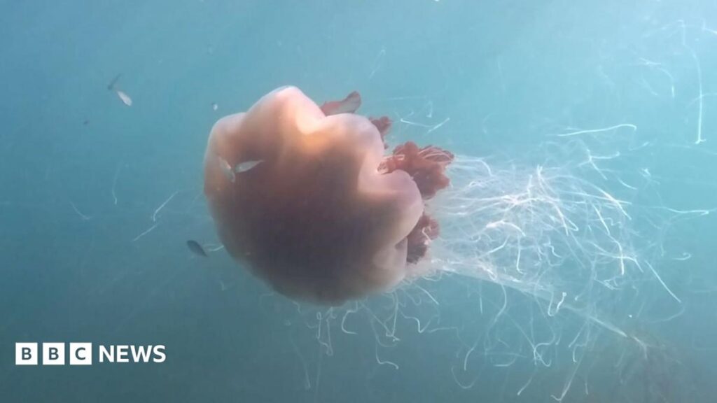 Free diver spots jellyfish the ‘size of a bus’ near Pembrokeshire coastline Free diver spots jellyfish the ‘size of a bus’ near Pembrokeshire coastline