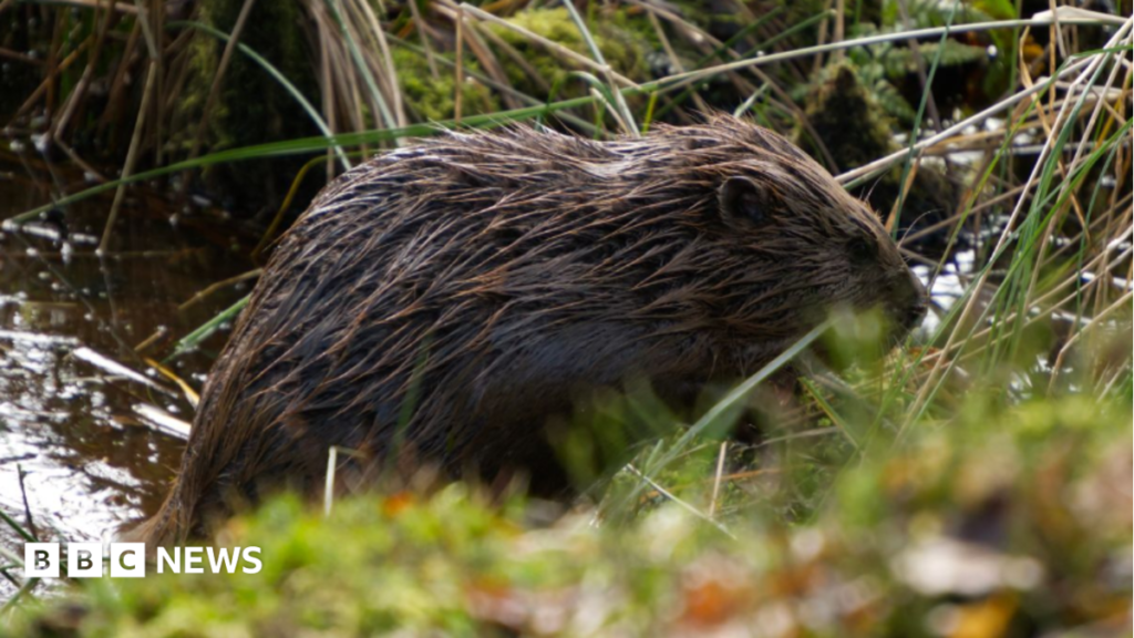 Gloucestershire beaver release ‘could help fight drought issues’