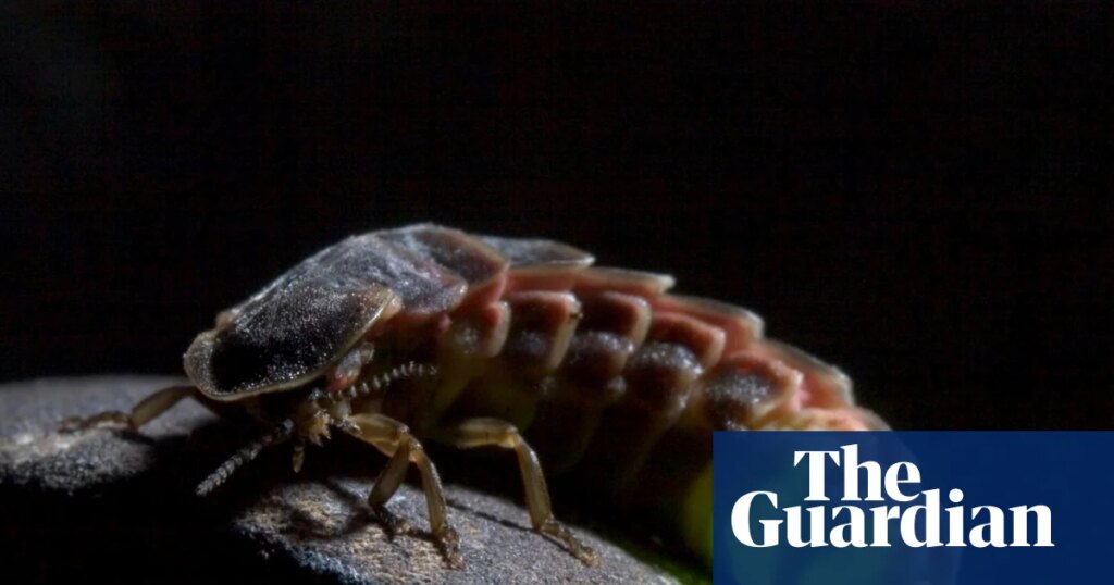 Glowworms shine again in North Yorkshire after larvae reared in garden shed | Insects Glowworms shine again in North Yorkshire after larvae reared in garden shed | Insects