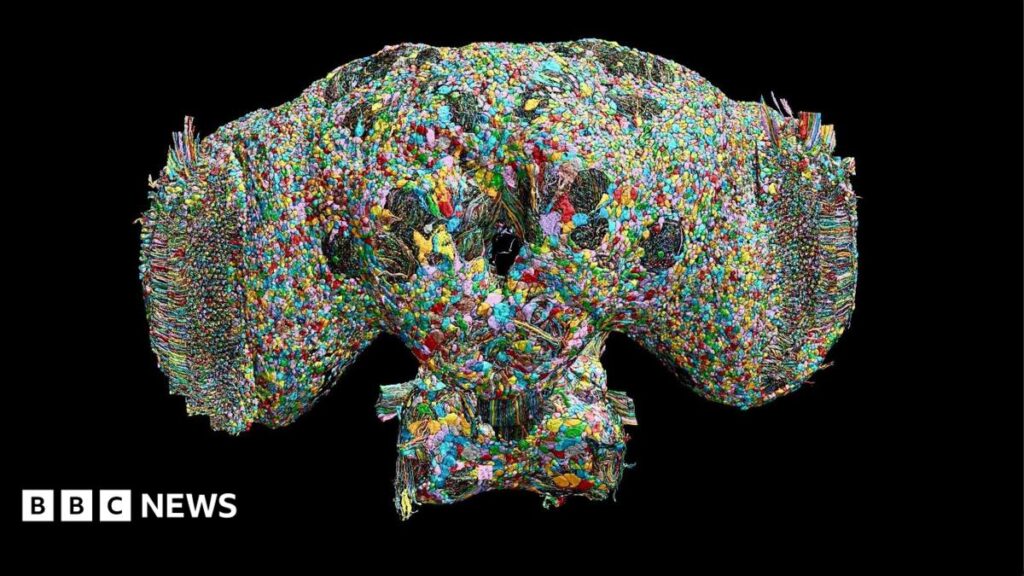 How a fly brain may help explain the secrets of human behaviour