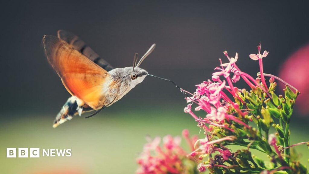Hummingbird hawk moths and ivy bees: The insects growing in number as temperatures rise