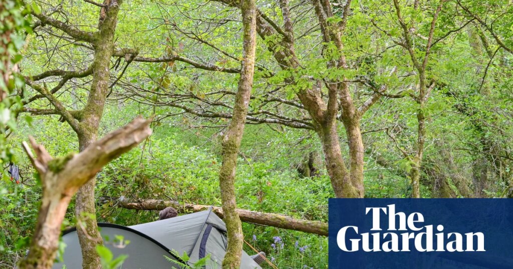 I camped in one of Britain’s last remaining rainforests | Devon holidays