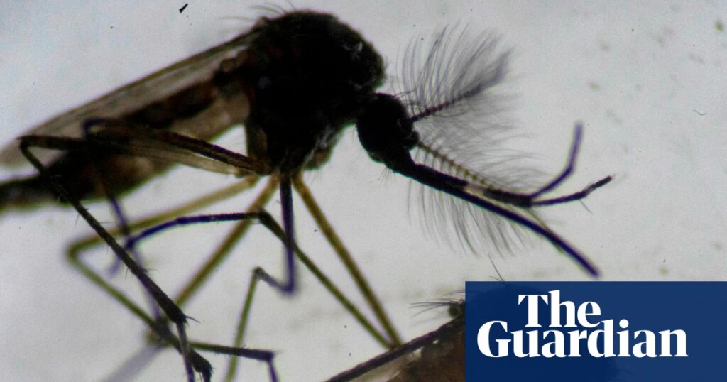 Invasive tropical mosquito found breeding in east London | Invasive species