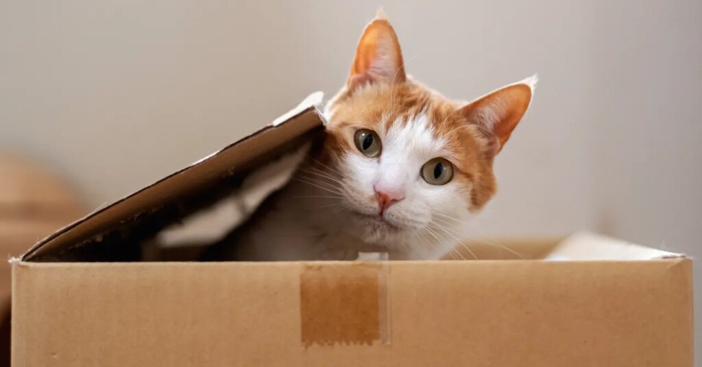 Is It Even Possible to Understand Quantum Mechanics?