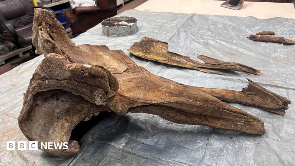 Islandmagee: Bronze Age whale fossil found at Portmuck Harbour