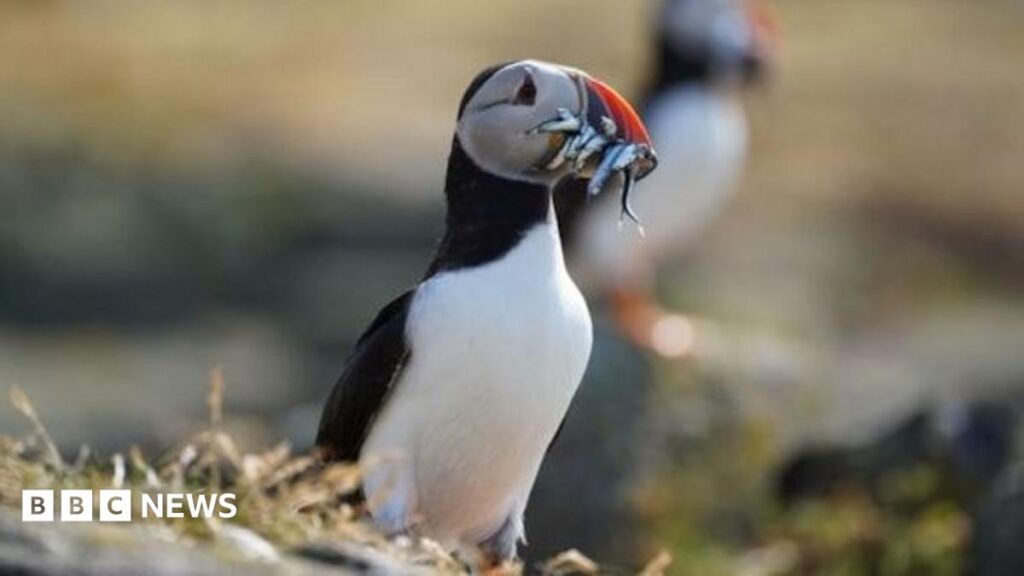 Isle of May puffin numbers plummet after extreme weather