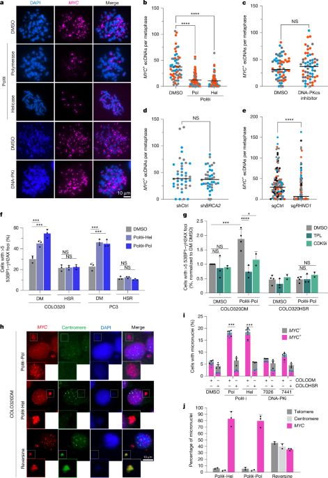 MMEJ repair of breaks at TA repeats maintains ecDNA and cancer fitness MMEJ repair of breaks at TA repeats maintains ecDNA and cancer fitness