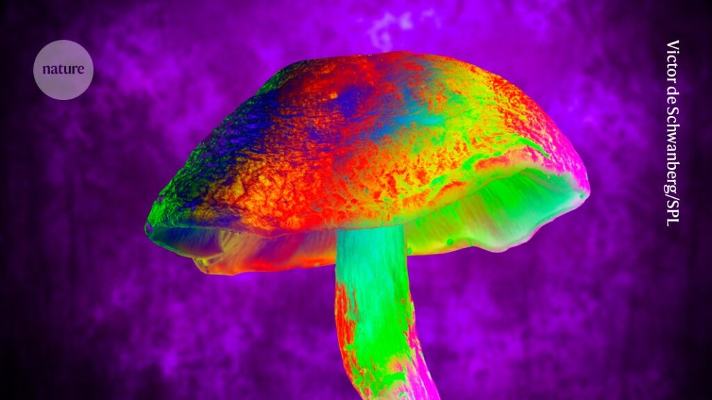 Magic-mushroom compound blocks a severe side effect of chemotherapy, in mice
