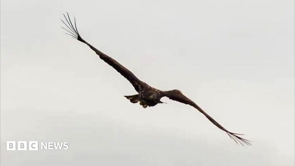 ‘Miracle’ eagle with broken wing soars over Scottish coast