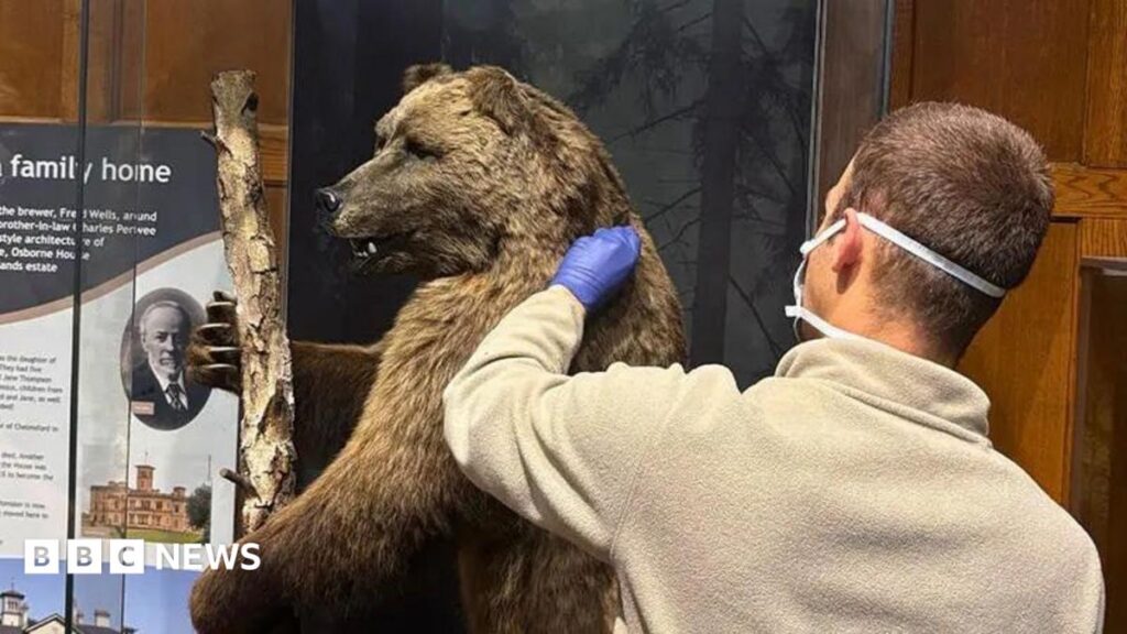 Museum of Chelmsford taxidermy bear helps tackle wildlife crime