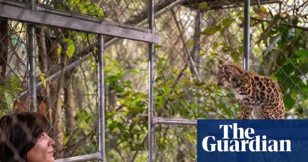 New cat species identified for first time in more than a century in Bolivia | Bolivia
